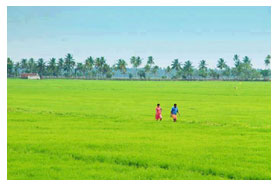 fields of kerala