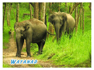 wayanad forests
